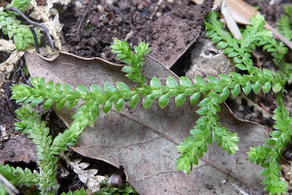 Capri (Italie), 27 septembre 2011