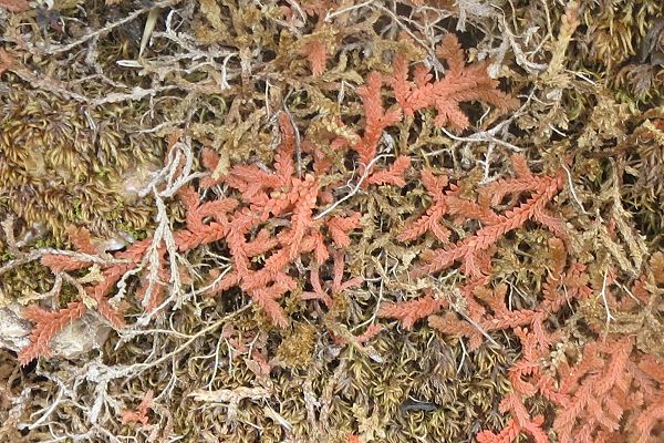 Sicile (Italie), mai 2014 (photo Gaudillière)