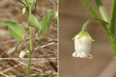 Marseillan (H�rault), 26 avril 2007