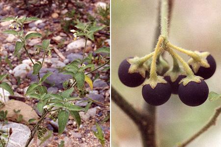 Laroin (Pyr�n�es-Atlantiques), 15 ao�t 1991