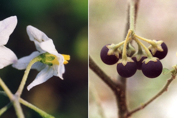 Saint-Jean-de-Cuculles (H�rault), 3 novembre 1999 / Laroin (Pyr�n�es-Atlantiques), 15 ao�t 1991