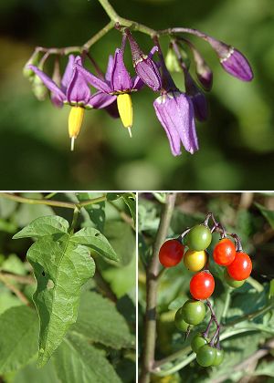 Montenois (Doubs), 21 juin et 14 juillet 2005