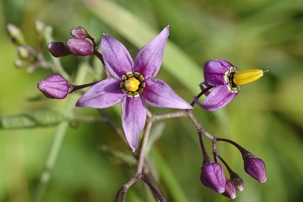Blussans (Doubs), 18 juin 2007