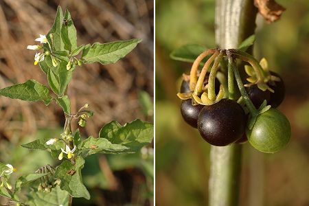Montenois (Doubs), 3 septembre 2005