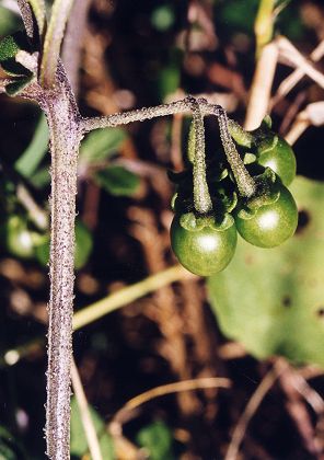 Saint-Jean-de-Cuculles (Hrault), 3 novembre 1999