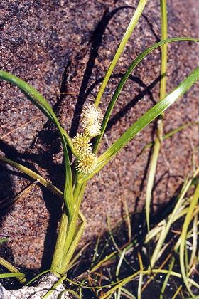 Lacs des Bouillouses (Pyrénées-Orientales), 18 août 1999