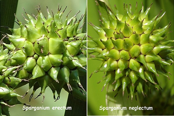 Romanèche (Ain) 22 juin 2008 / Sourans (Doubs), 13 ao&3251;t 2007