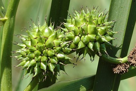 Romanèche (Ain) 22 juin 2008