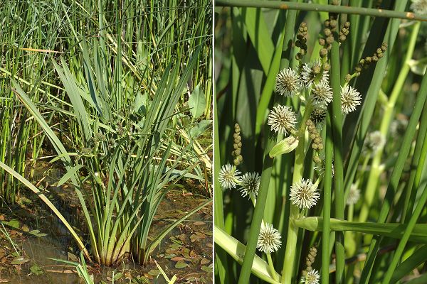 Romanèche (Ain) 22 juin 2008