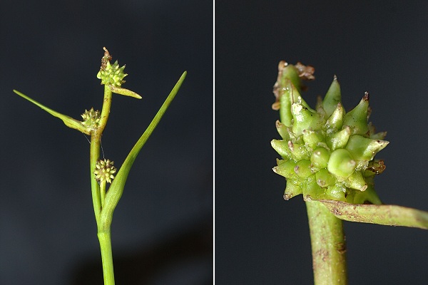 Bellefontaine (Jura), 30 juillet 2012