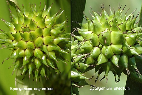 Le Vernoy (Doubs), 9 août 2006 / Romanèche (Ain), 22 juin 2008