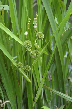Sourans (Doubs), 13 août 2007