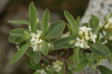 Les Roches, Pont-de-Roide (Doubs), 22 mai 2008
