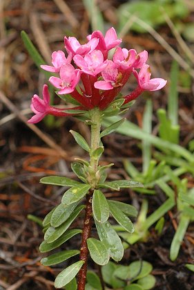 Izoard (Hautes-Alpes), 15 juin 2010