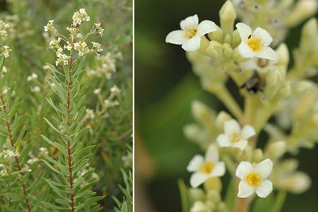 Saint-Mathieu-de-Tr�viers (H�rault), 1 ao�t 2005