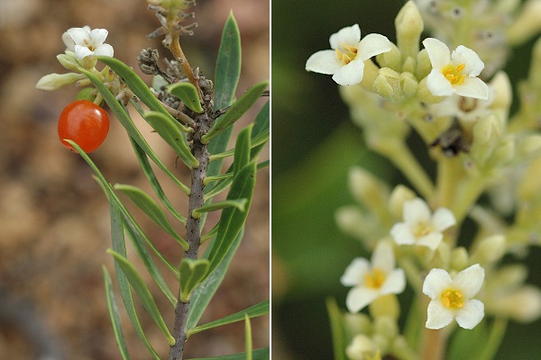 Gigaro (Var), 4 octobre 2005 / Saint-Mathieu-de-Tr�viers (H�rault), 1 ao�t 2005