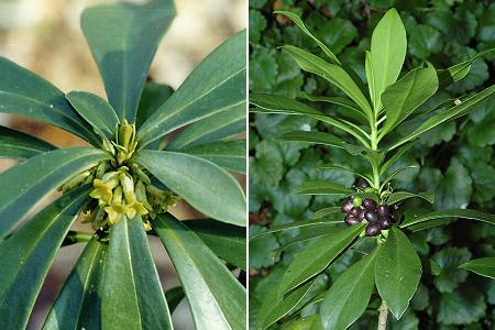 Mont�cheroux (Doubs), 16 mars 2002 / Colombier-Fontaine (Doubs), 13 juin 2005