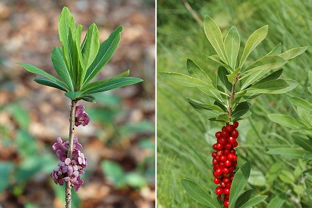 Colombier-Fontaine (Doubs), 5 avril 2005 / Montcheroux (Doubs), 17 juin 2009
