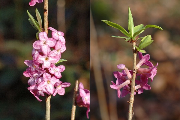 Montenois (Doubs), 4 avril 2006 / Saint-Julien-l�s-Montb�liard (Doubs), 7 avril 2006