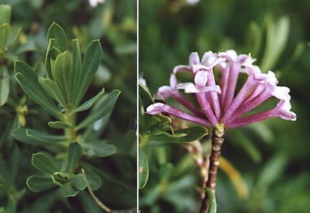 Voralberg (Autriche), 14 juillet 2002