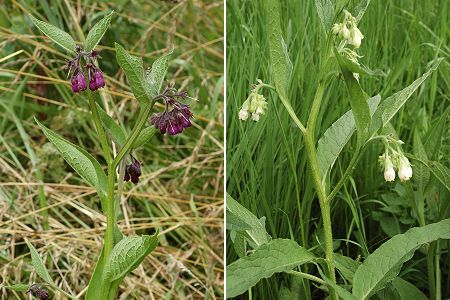 Blussans (Doubs), 29 juin 2007