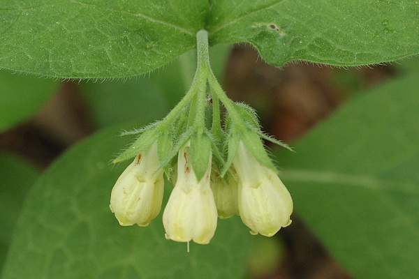 Sainte-Beaume (Var), 27 avril 2006