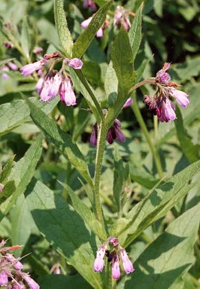 Champagney (Haute-Sa�ne), 16 juin 1990