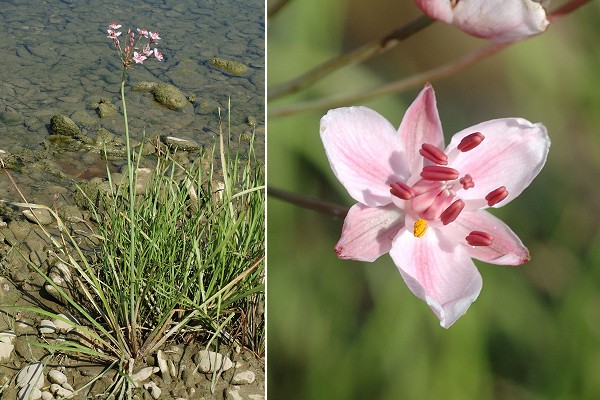 Isle-sur-le-Doubs (Doubs), 13 juillet 2010