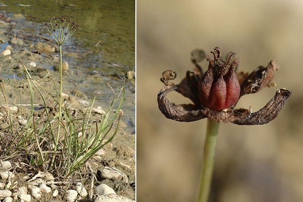Isle-sur-le-Doubs (Doubs), 3 octobre 2009