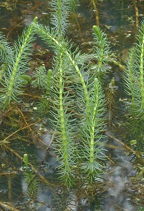 Bart (Doubs), 8 août 2010