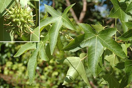 Soustons (Landes), 16 juillet 2008