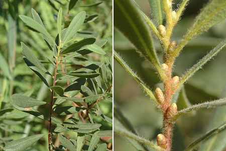 Soustons (Landes), 15 juillet 2008