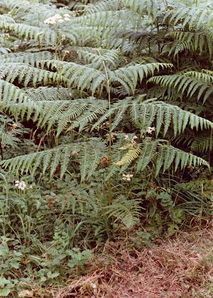 Montenois (Doubs), 4 ao�t 1990