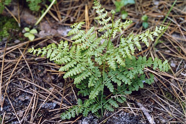 Soustons (Landes), 2 ao�t 2002