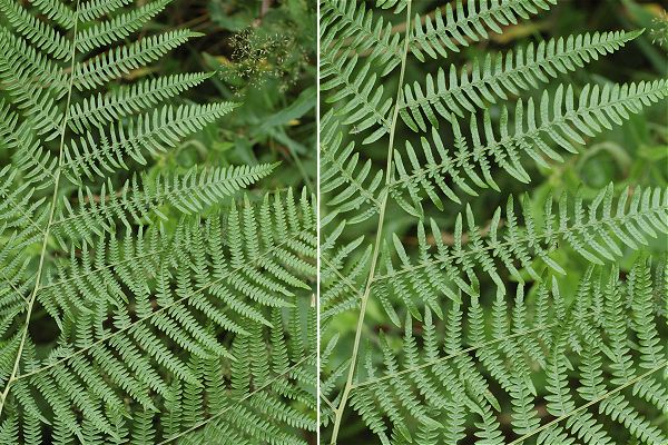 Soustons (Landes), 14 juillet 2008