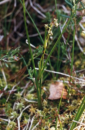 Frasne (Doubs), 11 juin 1997