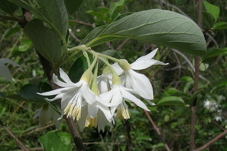 Antalia (Turquie), 13 avril 2008