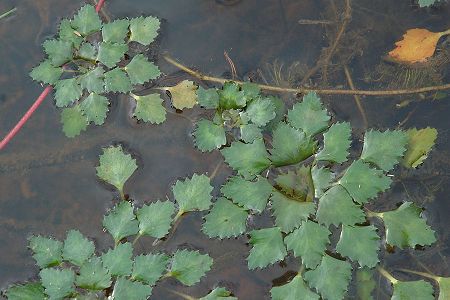 Malsaucy (Territoire-de-Belfort), 5 juin 2005